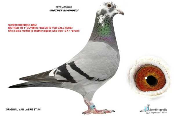 TÉLÉCHARGER PEDIGREE PIGEON PIGEON TÉLÉCHARGER PEDIGREE