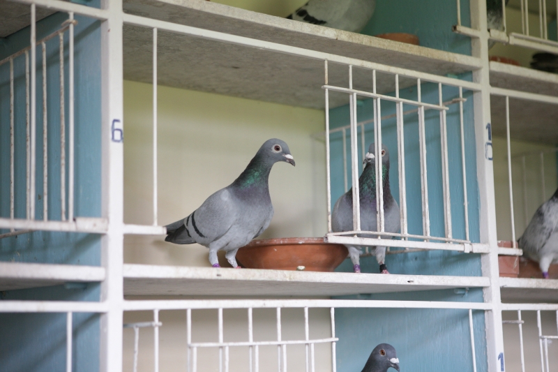 COLOMBAIA VELOCISTI